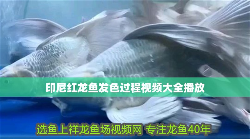 印尼紅龍魚發色過程視頻大全播放