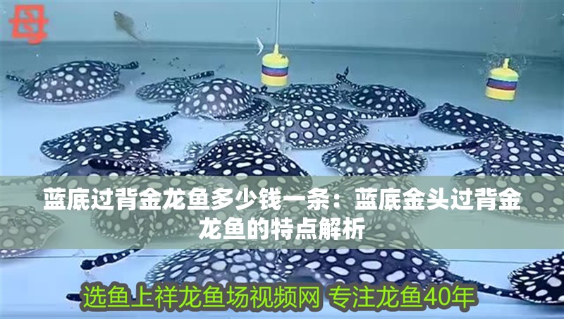 藍底過背金龍魚多少錢一條：藍底金頭過背金龍魚的特點解析