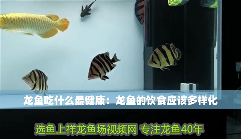 龍魚吃什么最健康:龍魚的飲食應該多樣化 龍魚百科 第2張 龍魚吃什么最健康:龍魚的飲食應該多樣化 龍魚吃什么最健康:龍魚的飲食應該多樣化 龍魚百科 第2張