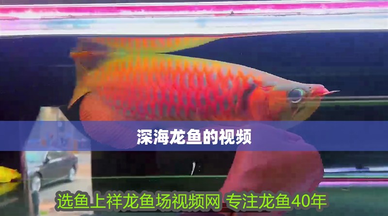 深海龍魚的視頻