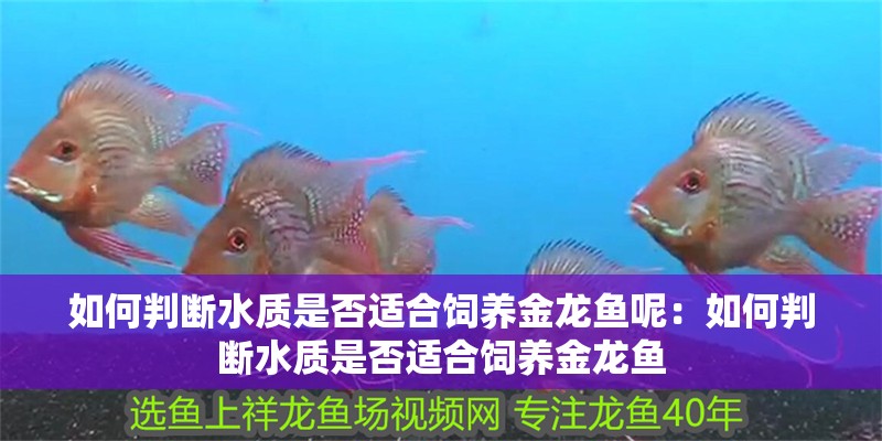 如何判斷水質是否適合飼養金龍魚呢：如何判斷水質是否適合飼養金龍魚