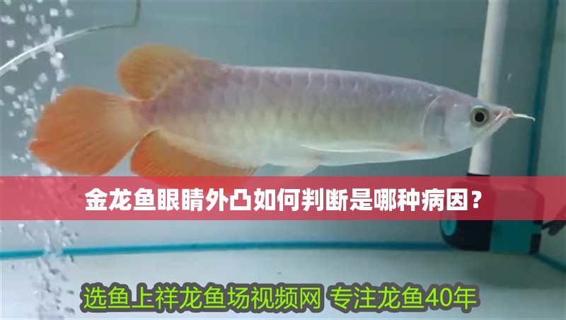 金龍魚眼睛外凸如何判斷是哪種病因？