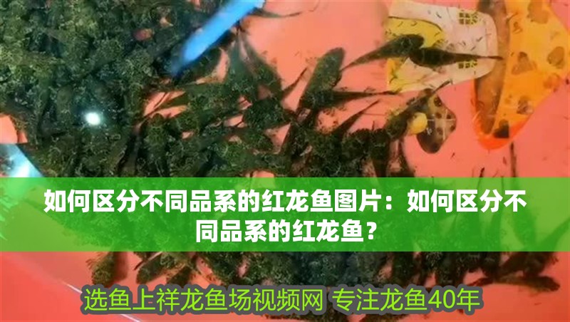 如何區分不同品系的紅龍魚圖片：如何區分不同品系的紅龍魚？