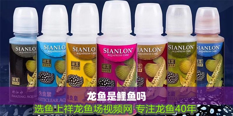 龍魚是鯉魚嗎