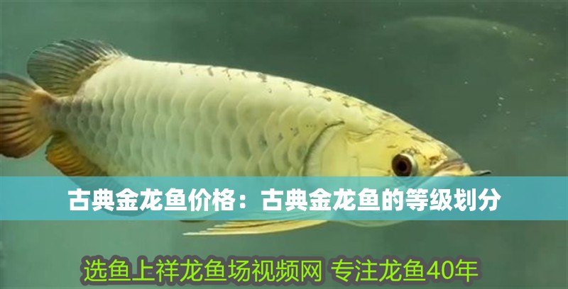 古典金龍魚價格：古典金龍魚的等級劃分