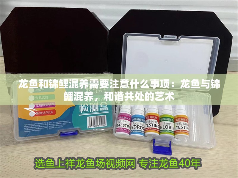 龍魚和錦鯉混養需要注意什么事項：龍魚與錦鯉混養，和諧共處的藝術