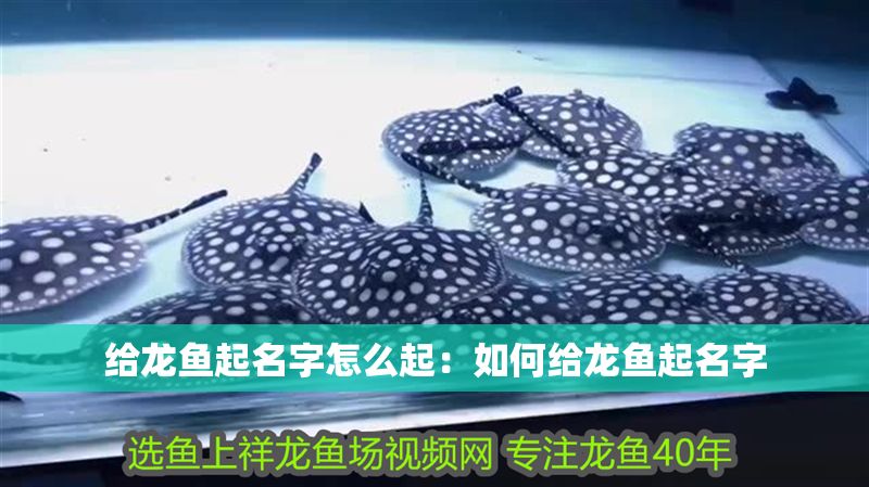 給龍魚起名字怎么起：如何給龍魚起名字