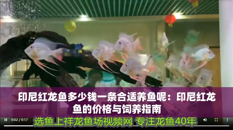 印尼紅龍魚多少錢一條合適養魚呢：印尼紅龍魚的價格與飼養指南