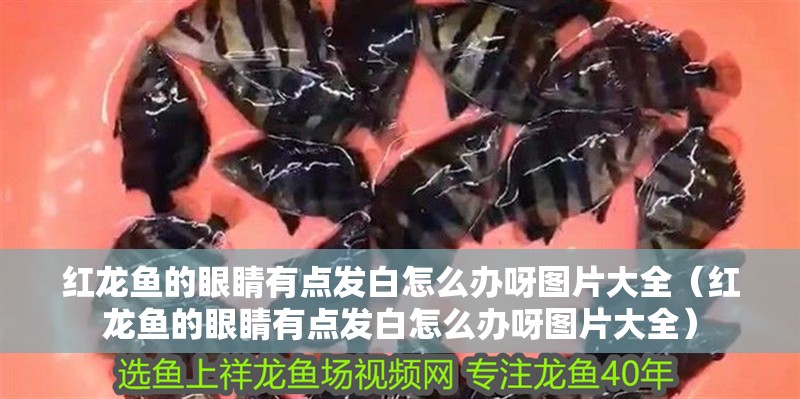 紅龍魚的眼睛有點(diǎn)發(fā)白怎么辦呀圖片大全（紅龍魚的眼睛有點(diǎn)發(fā)白怎么辦呀圖片大全）
