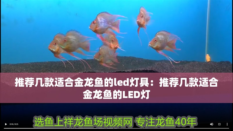 推薦幾款適合金龍魚的led燈具：推薦幾款適合金龍魚的LED燈