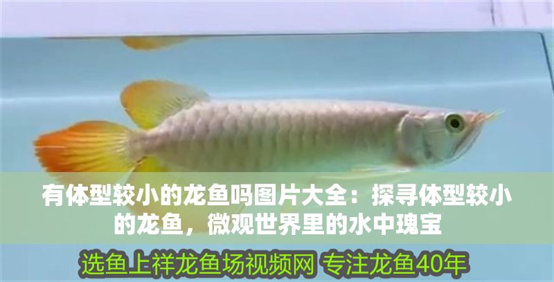 有體型較小的龍魚嗎圖片大全：探尋體型較小的龍魚，微觀世界里的水中瑰寶