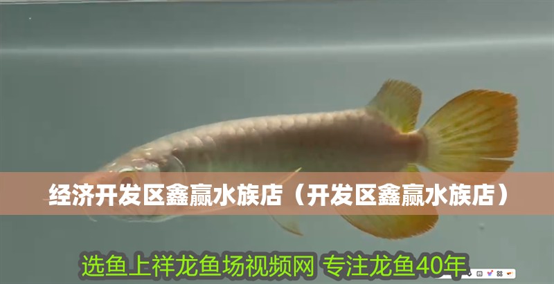 經濟開發區鑫贏水族店（開發區鑫贏水族店）