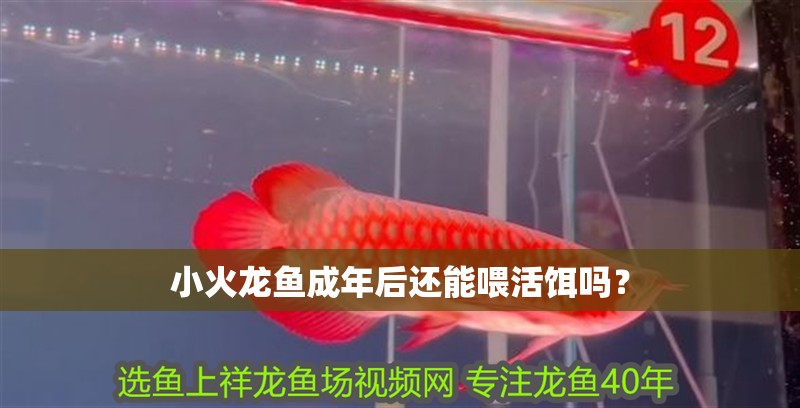 小火龍魚成年后還能喂活餌嗎？