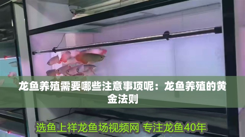 龍魚養殖需要哪些注意事項呢：龍魚養殖的黃金法則