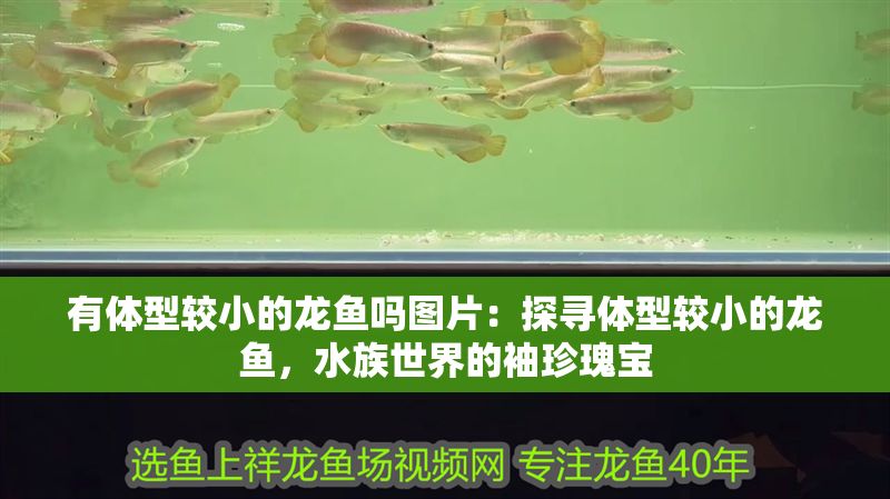 有體型較小的龍魚嗎圖片：探尋體型較小的龍魚，水族世界的袖珍瑰寶