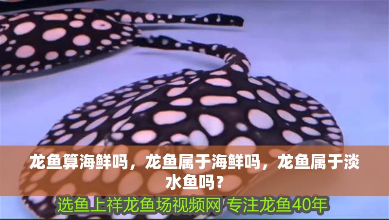 龍魚算海鮮嗎，龍魚屬于海鮮嗎，龍魚屬于淡水魚嗎？