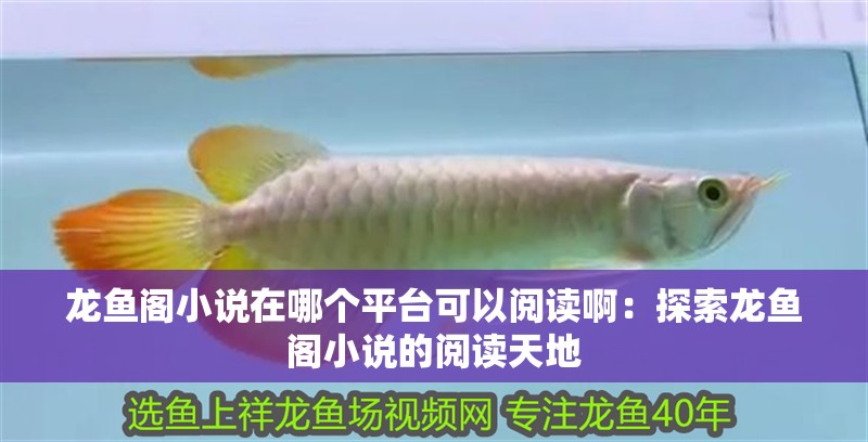 龍魚閣小說在哪個平臺可以閱讀啊：探索龍魚閣小說的閱讀天地