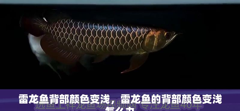 雷龍魚背部顏色變淺，雷龍魚的背部顏色變淺怎么辦