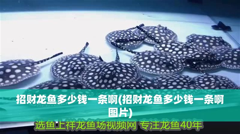 招財(cái)龍魚多少錢一條啊(招財(cái)龍魚多少錢一條啊圖片)