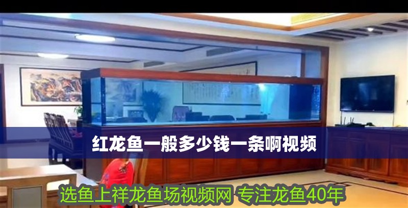 紅龍魚一般多少錢一條啊視頻