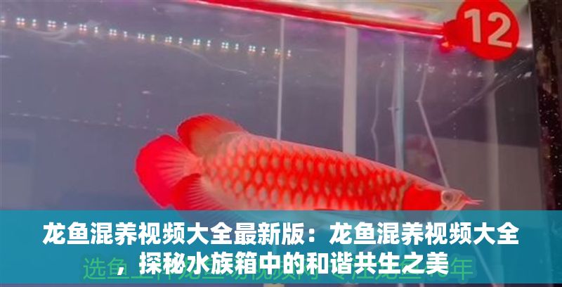 龍魚混養視頻大全最新版：龍魚混養視頻大全，探秘水族箱中的和諧共生之美