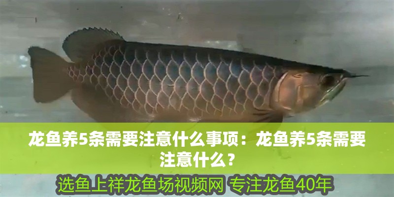 龍魚養(yǎng)5條需要注意什么事項(xiàng)：龍魚養(yǎng)5條需要注意什么？