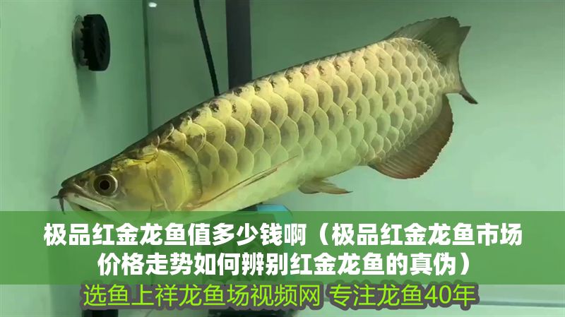 極品紅金龍魚值多少錢啊（極品紅金龍魚市場(chǎng)價(jià)格走勢(shì)如何辨別紅金龍魚的真?zhèn)危? title=