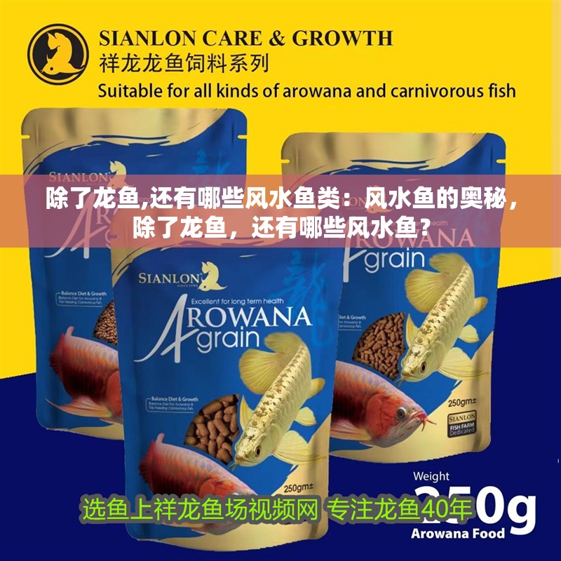 除了龍魚,還有哪些風水魚類：風水魚的奧秘，除了龍魚，還有哪些風水魚？