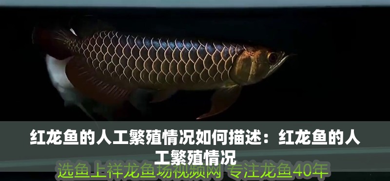 紅龍魚的人工繁殖情況如何描述：紅龍魚的人工繁殖情況