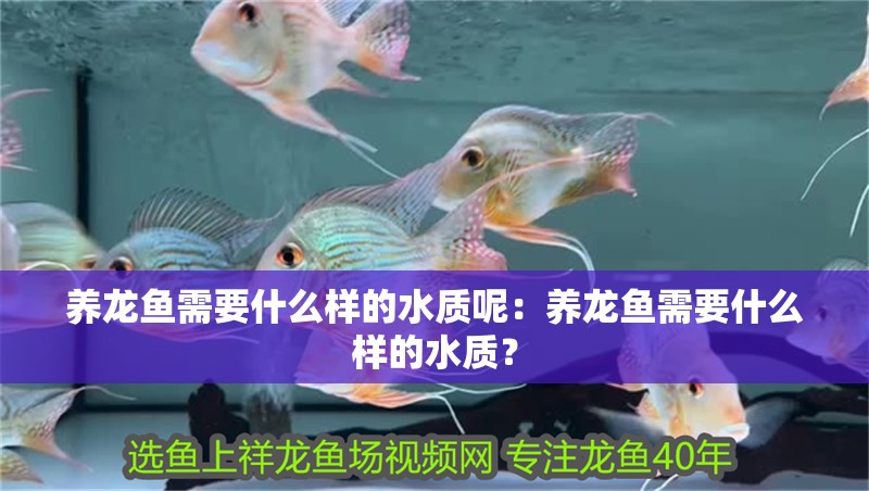 養龍魚需要什么樣的水質呢：養龍魚需要什么樣的水質？