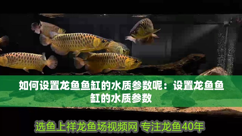 如何設(shè)置龍魚魚缸的水質(zhì)參數(shù)呢：設(shè)置龍魚魚缸的水質(zhì)參數(shù)