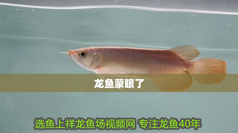 龍魚蒙眼了