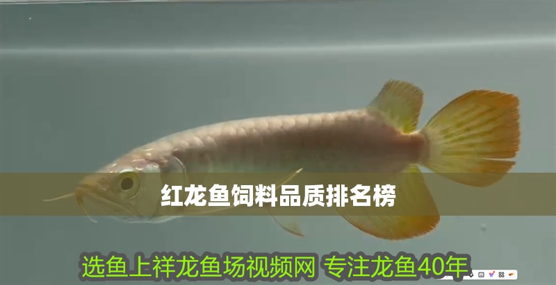 紅龍魚飼料品質排名榜