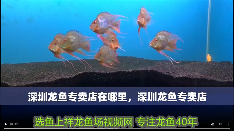 深圳龍魚專賣店在哪里，深圳龍魚專賣店