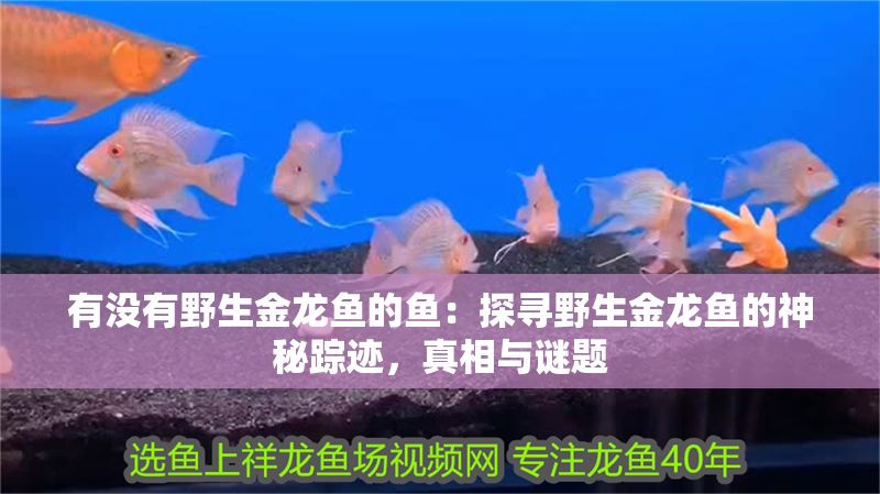 有沒有野生金龍魚的魚：探尋野生金龍魚的神秘蹤跡，真相與謎題