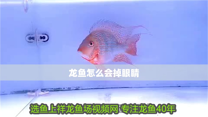 龍魚怎么會掉眼睛