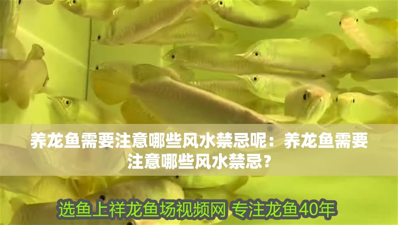 養(yǎng)龍魚(yú)需要注意哪些風(fēng)水禁忌呢：養(yǎng)龍魚(yú)需要注意哪些風(fēng)水禁忌？