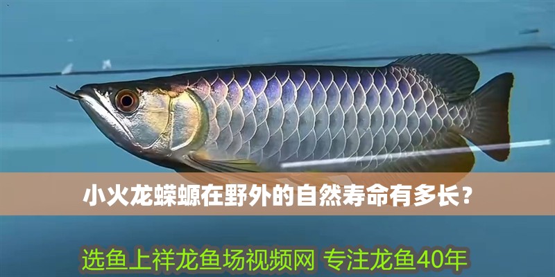 小火龍蠑螈在野外的自然壽命有多長？