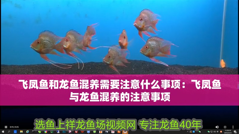 飛鳳魚和龍魚混養需要注意什么事項：飛鳳魚與龍魚混養的注意事項
