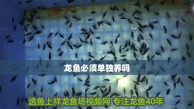 龍魚必須單獨養嗎
