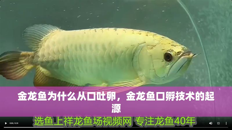 金龍魚為什么從口吐卵，金龍魚口孵技術(shù)的起源