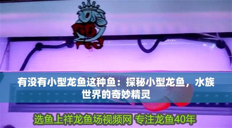有沒有小型龍魚這種魚：探秘小型龍魚，水族世界的奇妙精靈