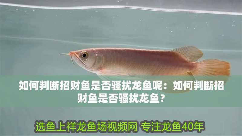 如何判斷招財魚是否騷擾龍魚呢：如何判斷招財魚是否騷擾龍魚？