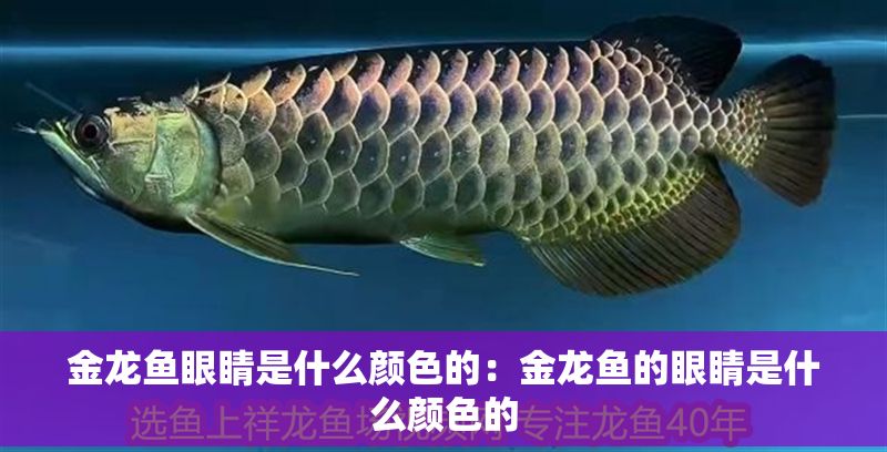 金龍魚眼睛是什么顏色的：金龍魚的眼睛是什么顏色的