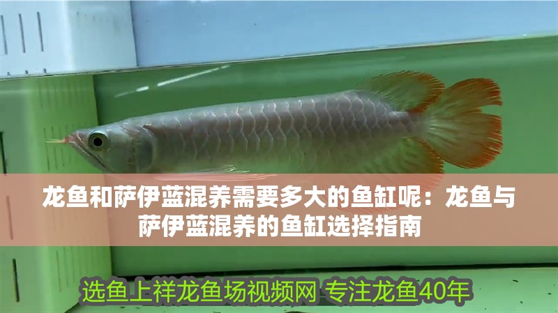 龍魚和薩伊藍(lán)混養(yǎng)需要多大的魚缸呢：龍魚與薩伊藍(lán)混養(yǎng)的魚缸選擇指南