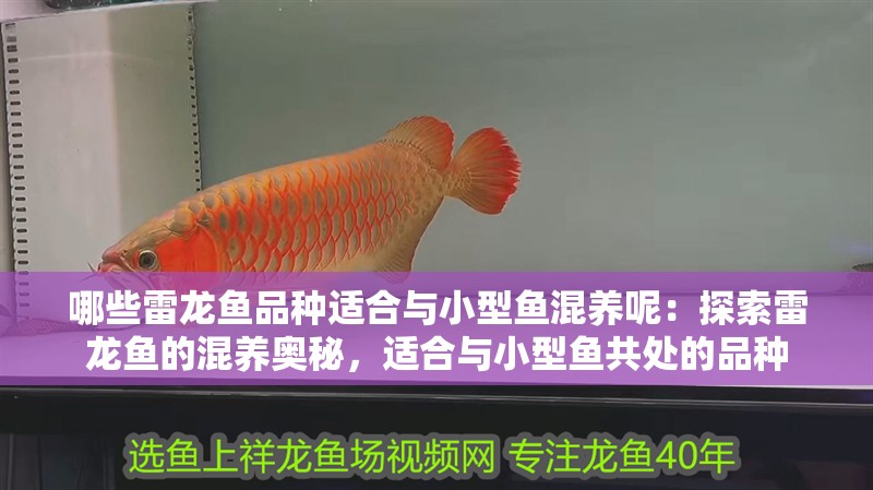 哪些雷龍魚品種適合與小型魚混養(yǎng)呢：探索雷龍魚的混養(yǎng)奧秘，適合與小型魚共處的品種