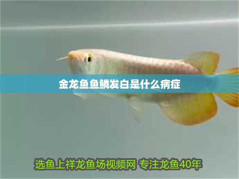 金龍魚魚鱗發白是什么病癥