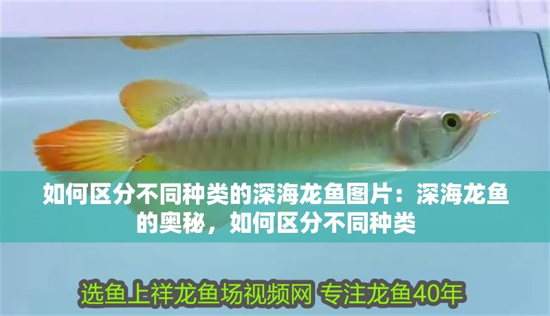 如何區(qū)分不同種類(lèi)的深海龍魚(yú)圖片：深海龍魚(yú)的奧秘，如何區(qū)分不同種類(lèi)