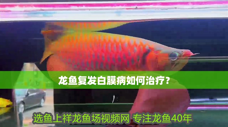 龍魚復發白膜病如何治療？