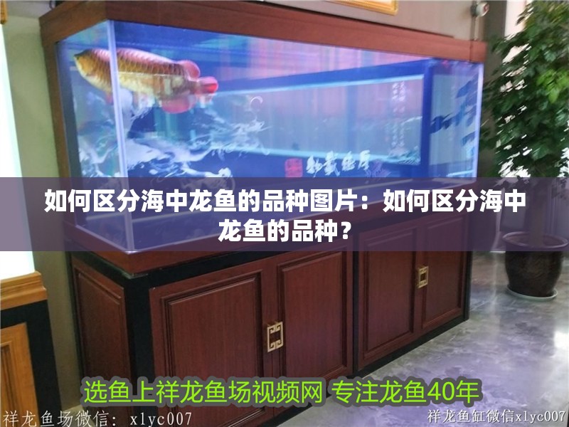 如何區分海中龍魚的品種圖片：如何區分海中龍魚的品種？